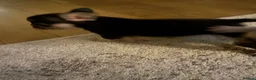French Bulldog dogs for sale: 3 Gorgeous French Bulldog puppies  - Advert 10