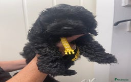 Cavapoo dogs for sale: 🐶 F1B CAVAPOOS 5* HEALTH CHECK 🐶 - Image 10