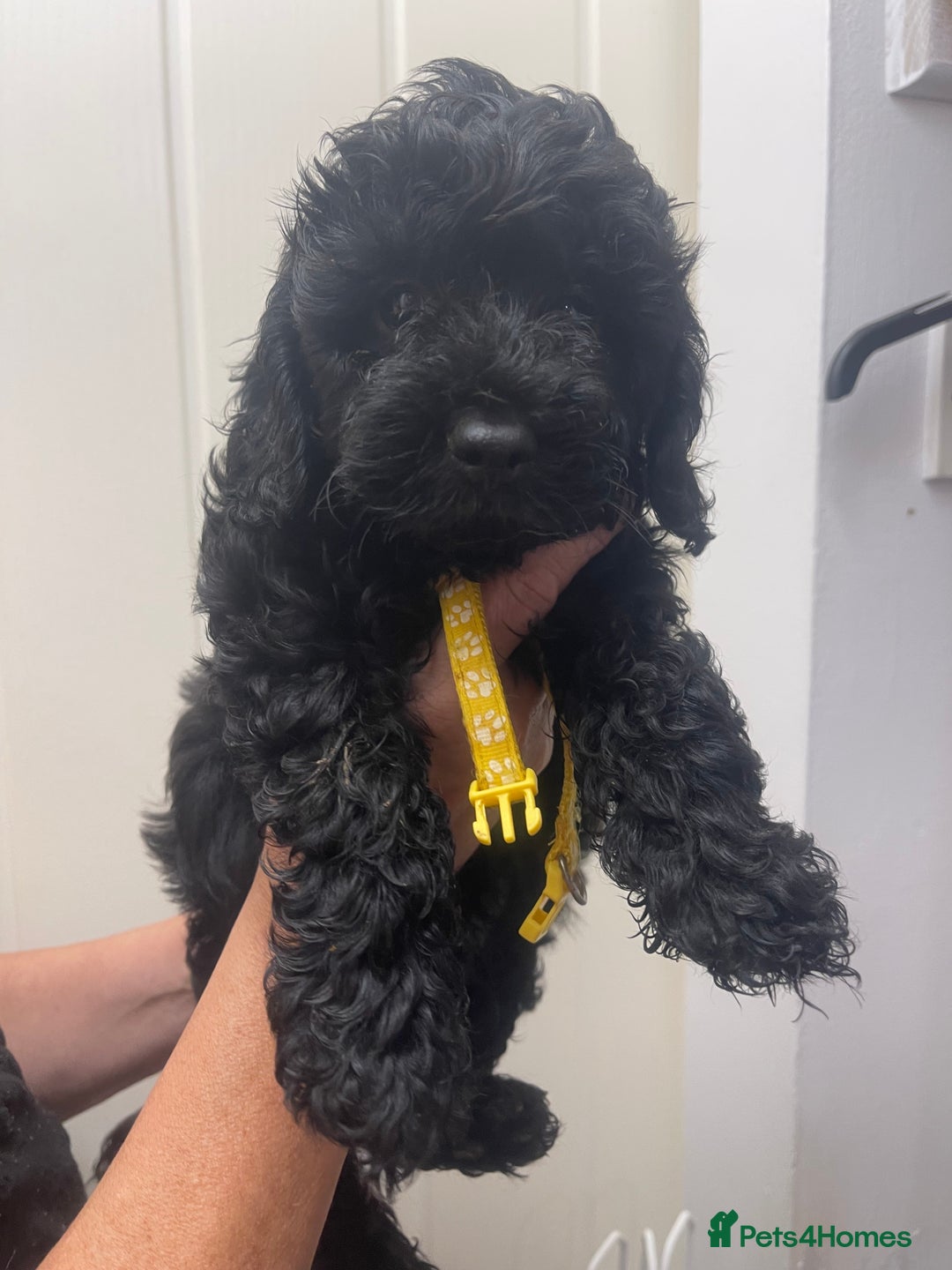 Cavapoo dogs for sale: 🐶 F1B CAVAPOOS 5* HEALTH CHECK 🐶 - Image 10