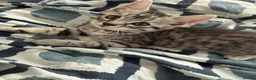 Bengal cats for sale: 🐾 Beautiful Bengal x Maine Coon Kittens 🐾 - Advert 7
