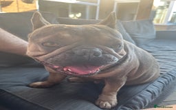 French Bulldog dogs for sale: Beautiful Luna needs a new home - Image 3