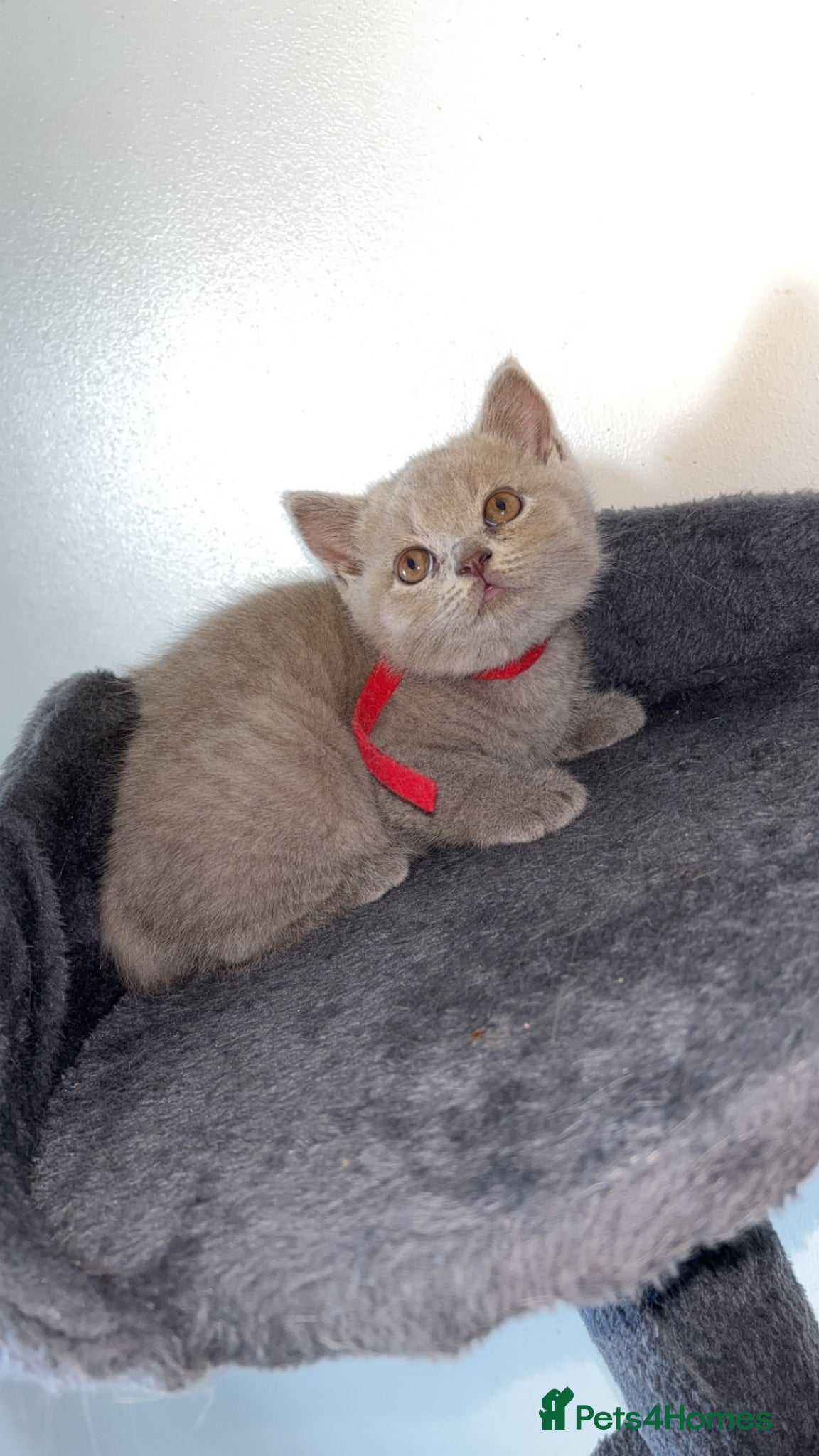 British Shorthair cats Adorable Pedigree British shorthairs - Advert 1