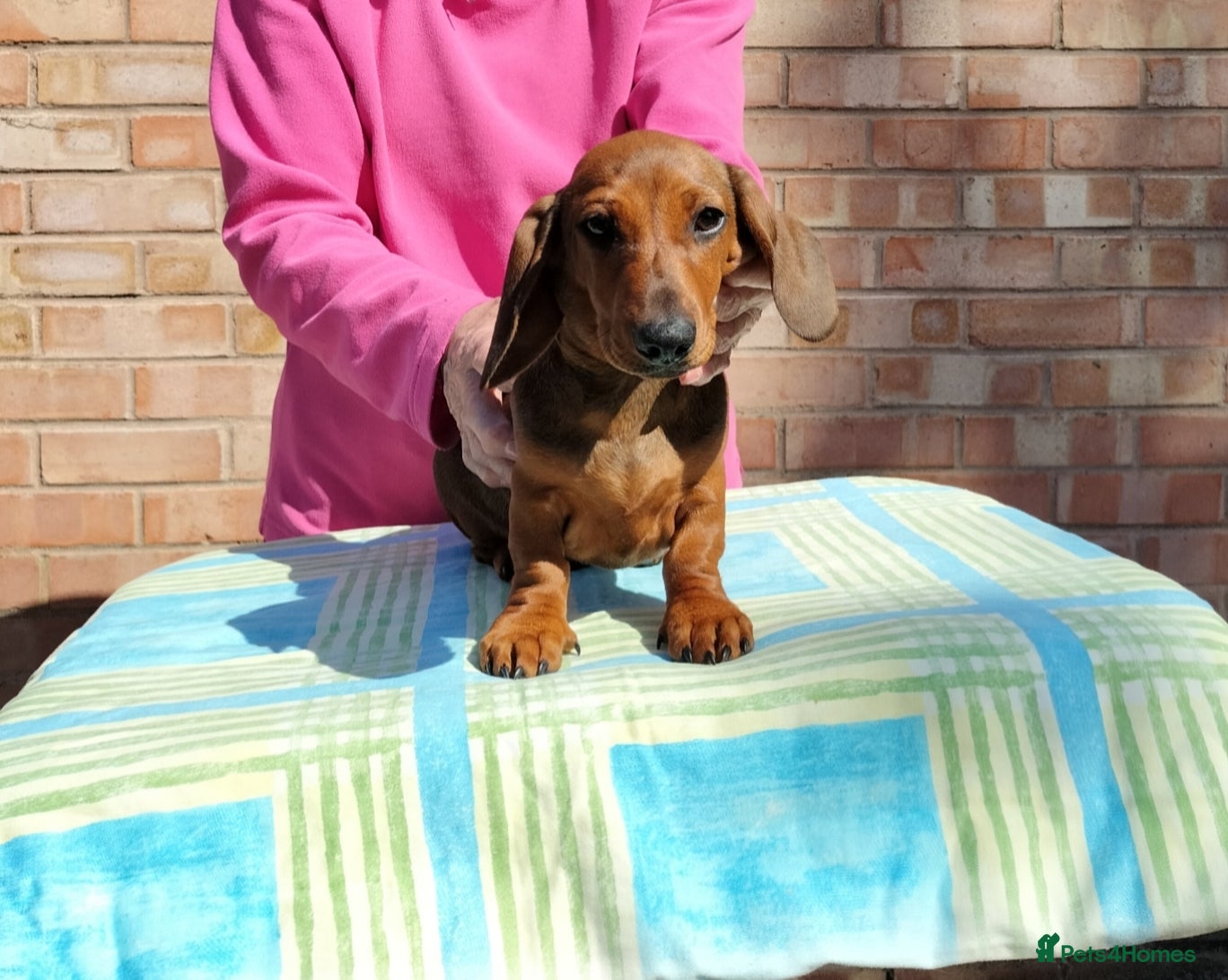 Dachshund dogs Miniature Smooth Haired Dachshund  - Advert 9