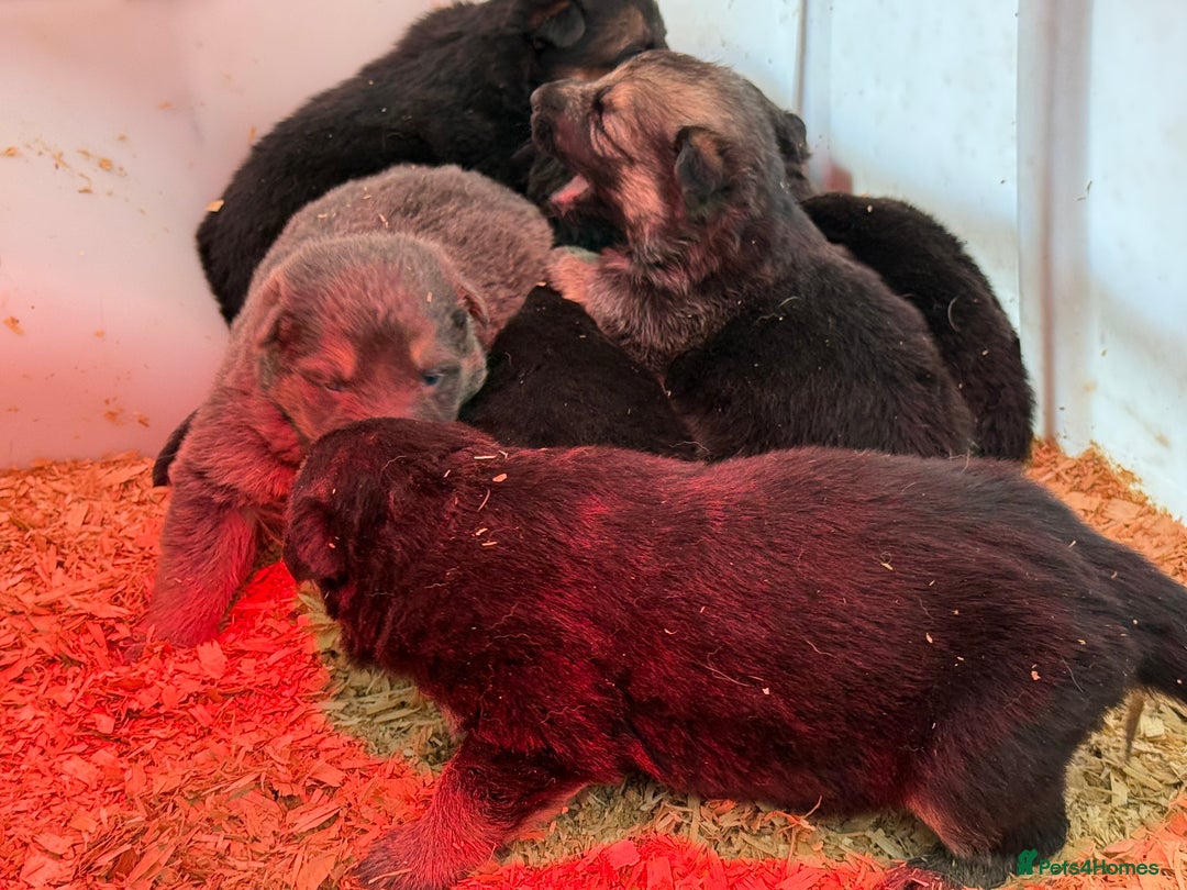 German Shepherd dogs for sale: Beautiful KC Registered GS pups - Advert 14