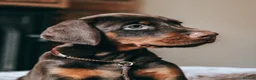 Dobermann dogs for sale: WAITLIST 2026 CEZARBLUE KC LICENSED BREEDER ⭐️ - Advert 20