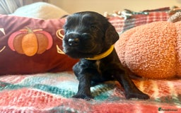 Cocker Spaniel dogs for sale: Beautiful Show Type Cocker Spaniel Puppies - Image 23