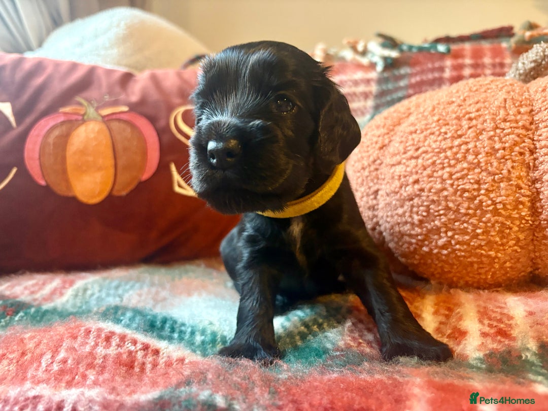 Cocker Spaniel dogs for sale: Beautiful Show Type Cocker Spaniel Puppies - Image 23