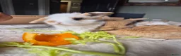 Mixed Breed rabbits for sale: Gorgeous bunnies for sale - Advert 8