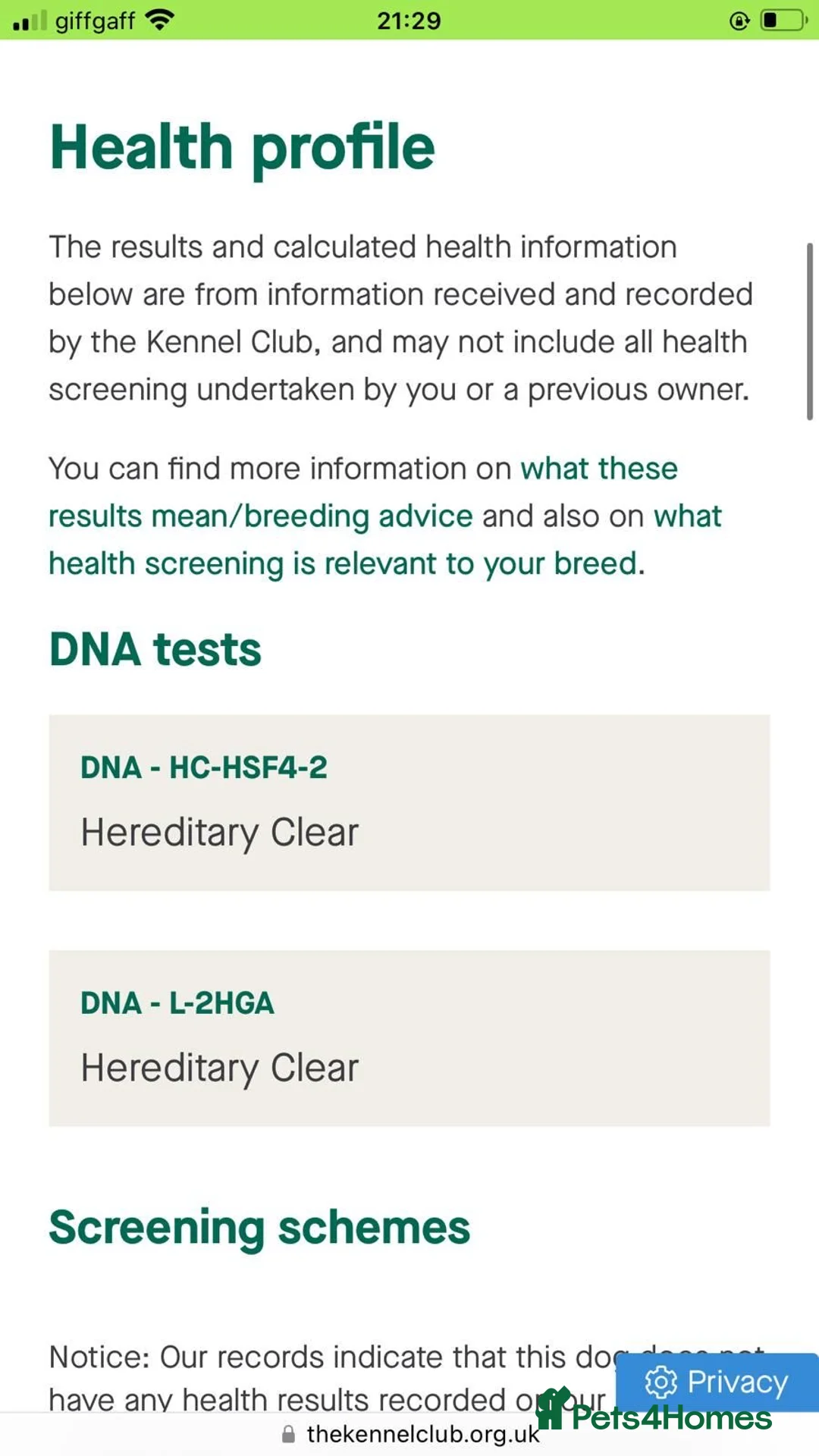 Staffordshire Bull Terrier dogs for stud: BEAUTIFUL BULLSCAFF SON UP FOR STUD in Birmingham - Advert 9