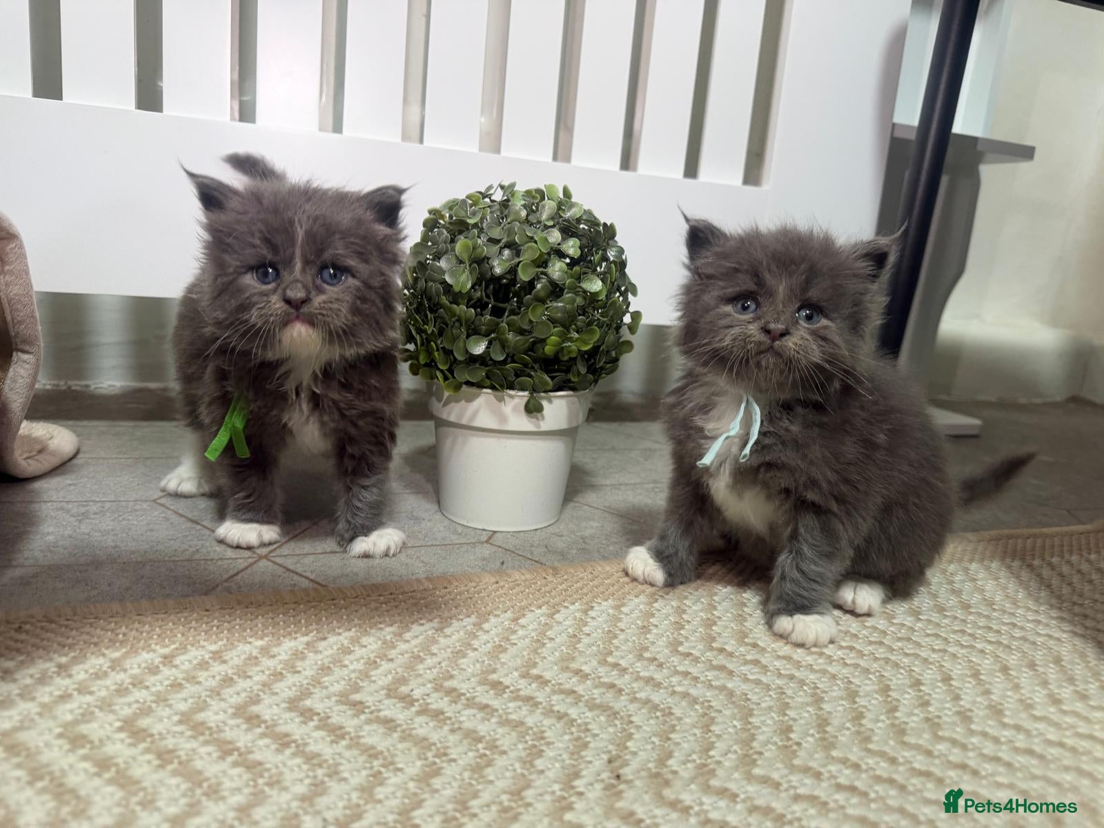Maine Coon cats Stunning Mainecoon cubs reduced for 24 hours only - Advert 2