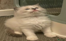 Ragdoll cats for sale: 🌟CHAMPION🌟 FATHER GCCF 🌟BLOOD LINE RAGDOLL - Image 12