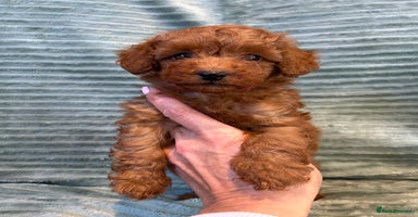 Toy Poodle dogs - Advert 7