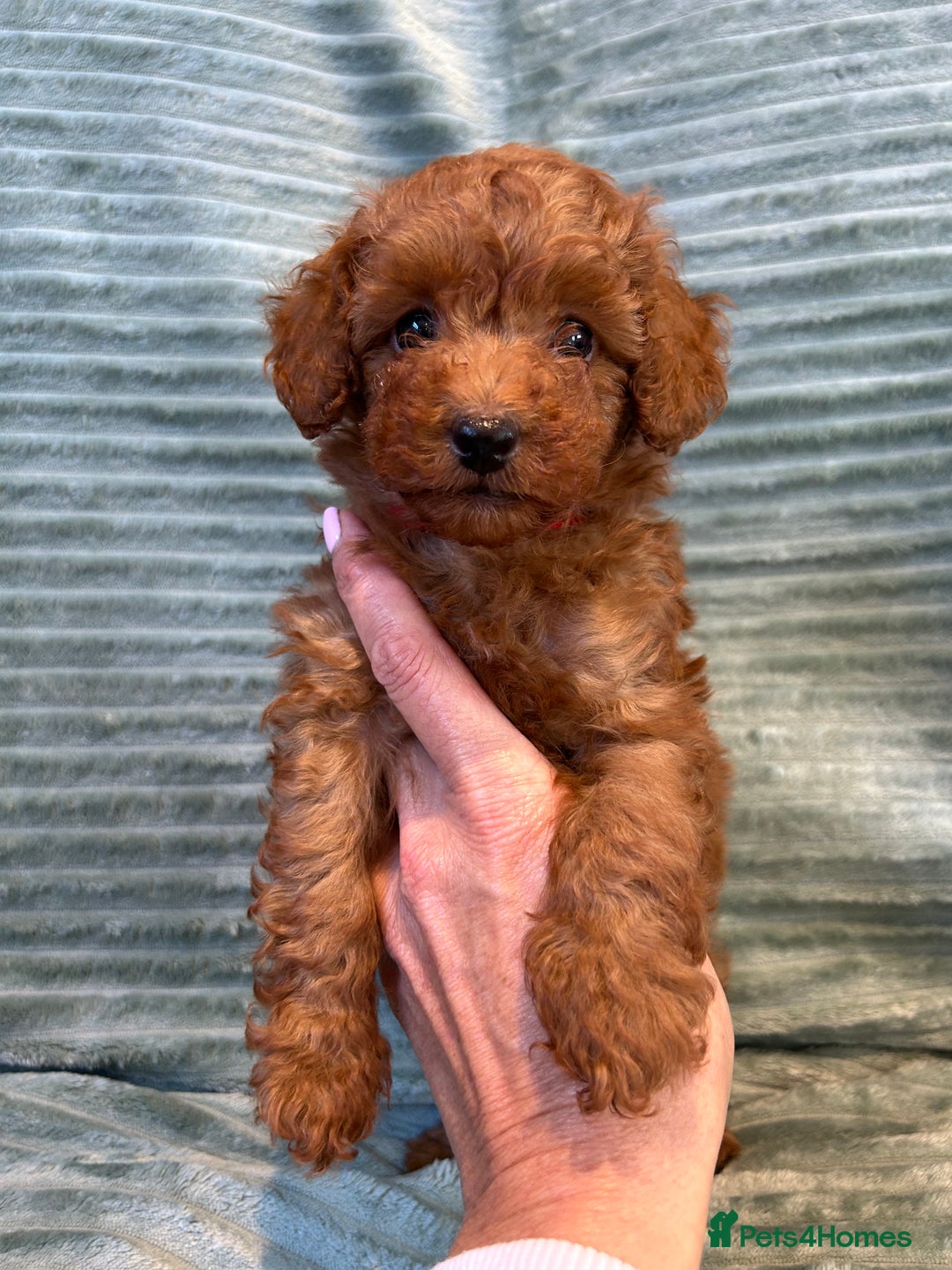 Toy Poodle dogs for sale: TINY TOY POODLE PUPPIES 5🌟LICENSED BREEDER  - Image 3