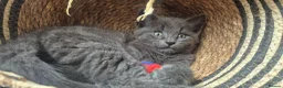 Mixed Breed cats for sale: 2 Beautiful Kittens Left  - Advert 6
