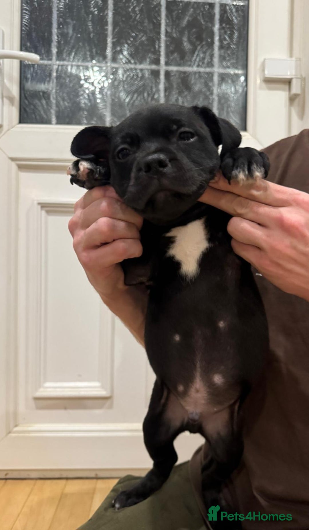 Staffordshire Bull Terrier dogs for sale: Stunning litter of black kc staffordshire bull's   - Advert 17