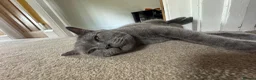 British Shorthair cats for sale: Dave British Shorthair  - Advert 2