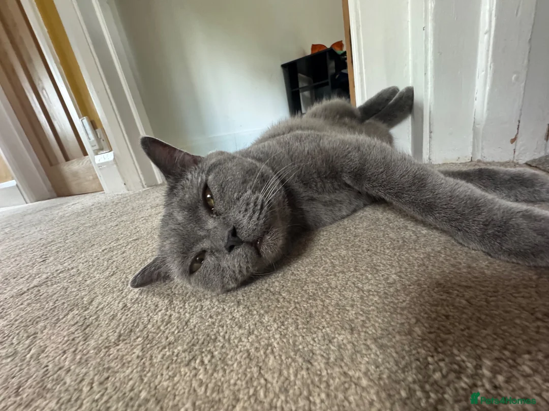 British Shorthair cats for sale: Dave British Shorthair  - Advert 2