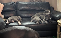 Whippet dogs for sale: 🥰Beautiful blue and white whippet puppies 🥰 - Image 4