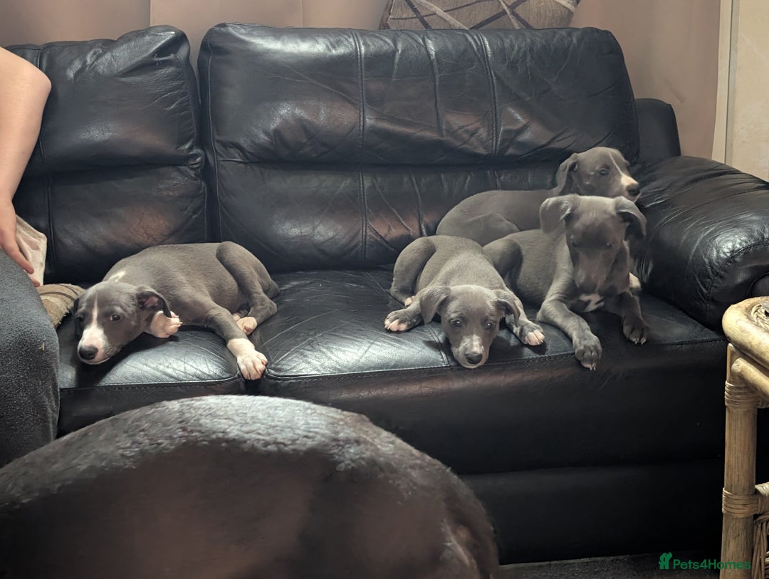 Whippet dogs for sale: 🥰Beautiful blue and white whippet puppies 🥰 - Image 4
