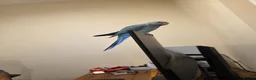 Ringnecks birds for sale: Blue Indian Ringneck Parrot Hand Tame in Birmingham - Advert 6