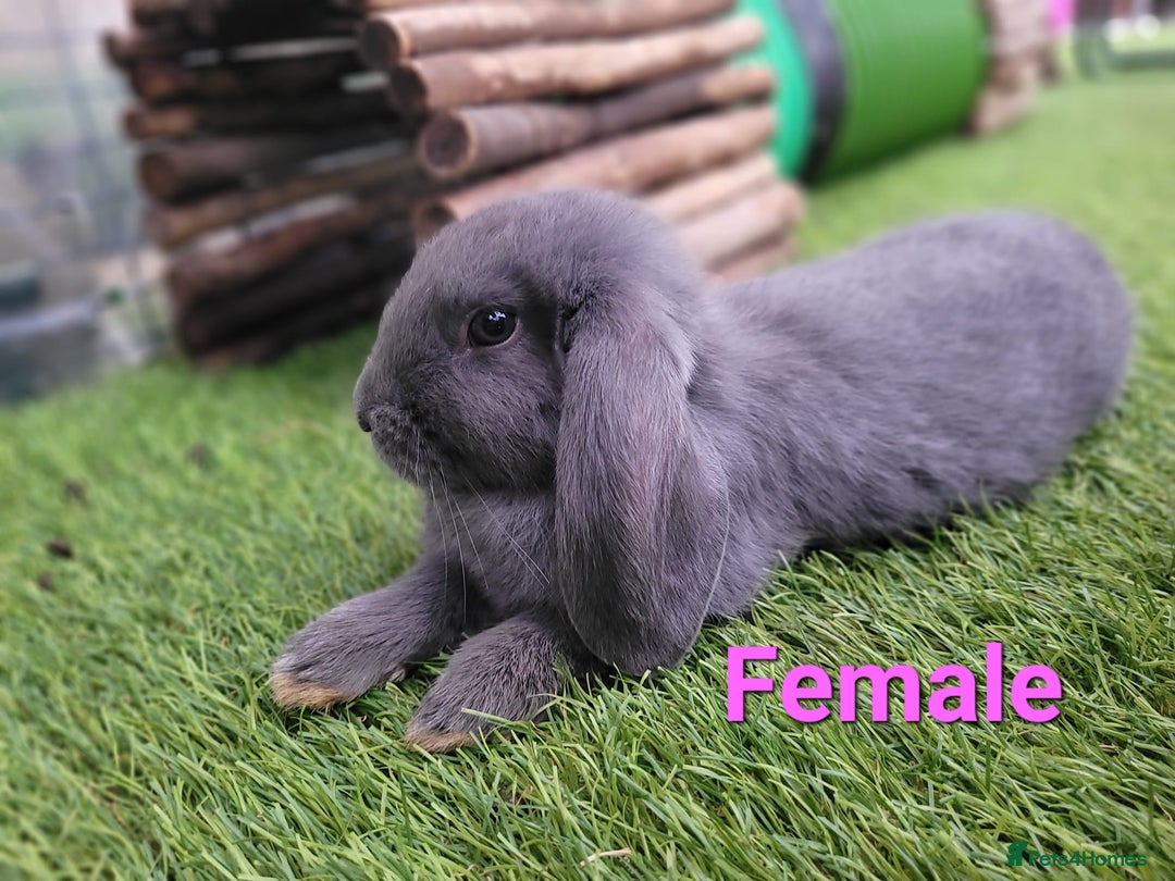 Mini Lop rabbits for sale: Beautiful Mini Lops - READY TO LEAVE - Image 3
