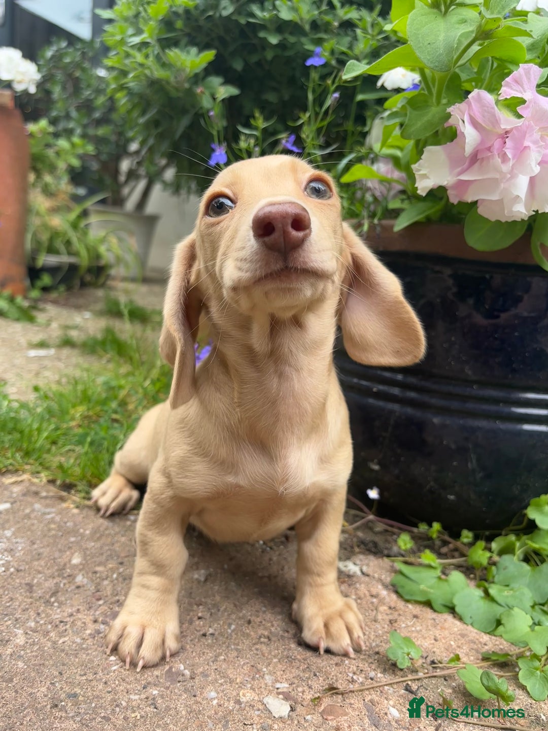 Miniature Dachshund dogs for sale: Miniature smooth haired cream dachshund. PRA/KC  - Image 12