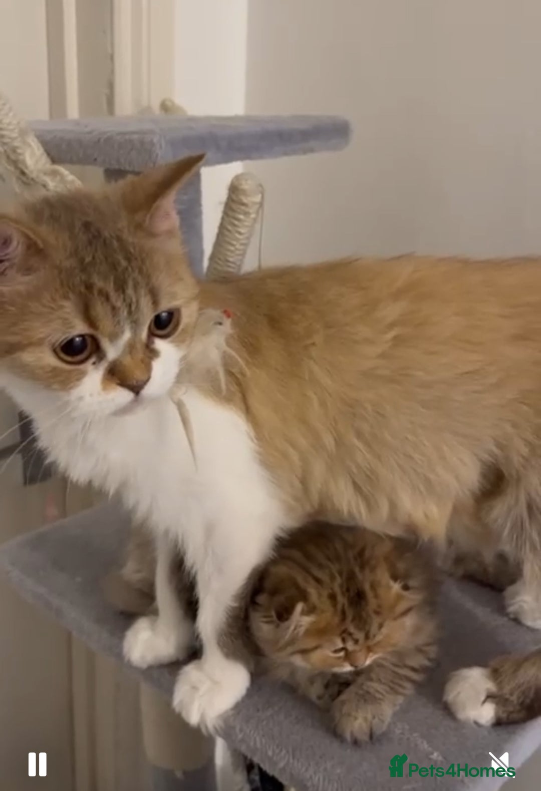 British Longhair cats for sale: beautiful lovely british long hair boy kitten - Advert 6