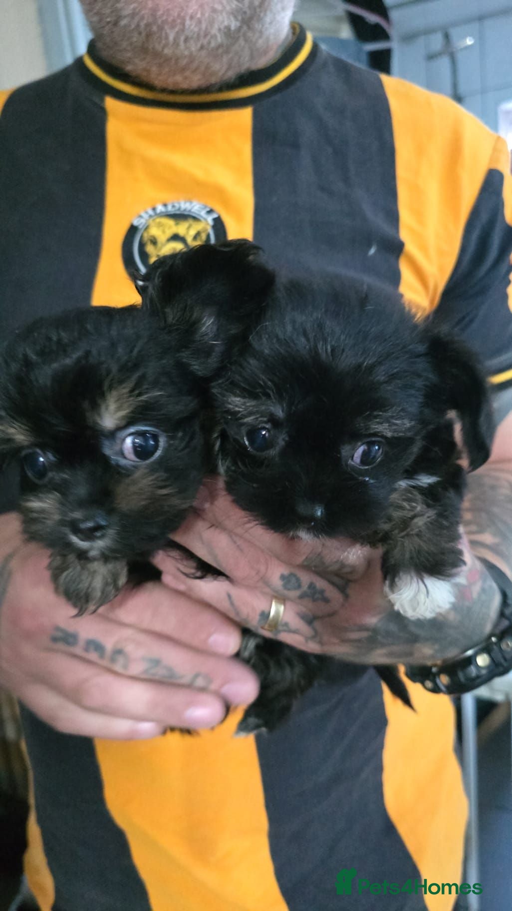 Mixed Breed dogs Chihuahua x Yorkshire terrier x shih tzu  - Advert 2