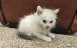 Ragdoll cats for sale: Persian ragdoll - Image 11