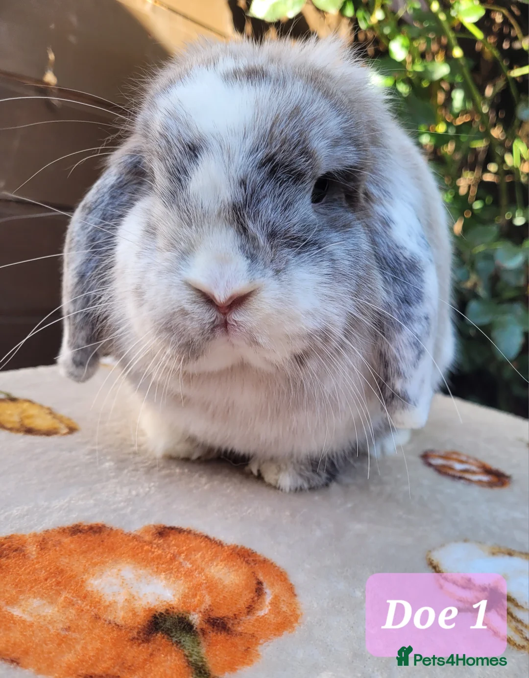 Mini Lop rabbits for sale: Beautiful pure bred mini lops - Advert 2