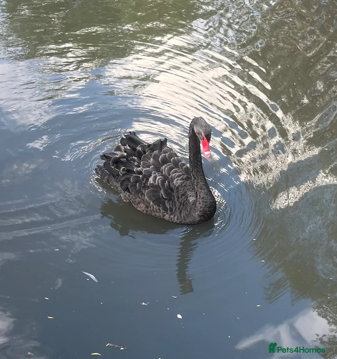 Mixed Breed birds for sale: Australian Black Swan Hatching  in Aylesford - Advert 5
