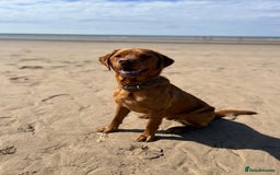 Labrador Retriever dogs for sale: Fox Red Male Labrador Retriever 20 months  - Image 2