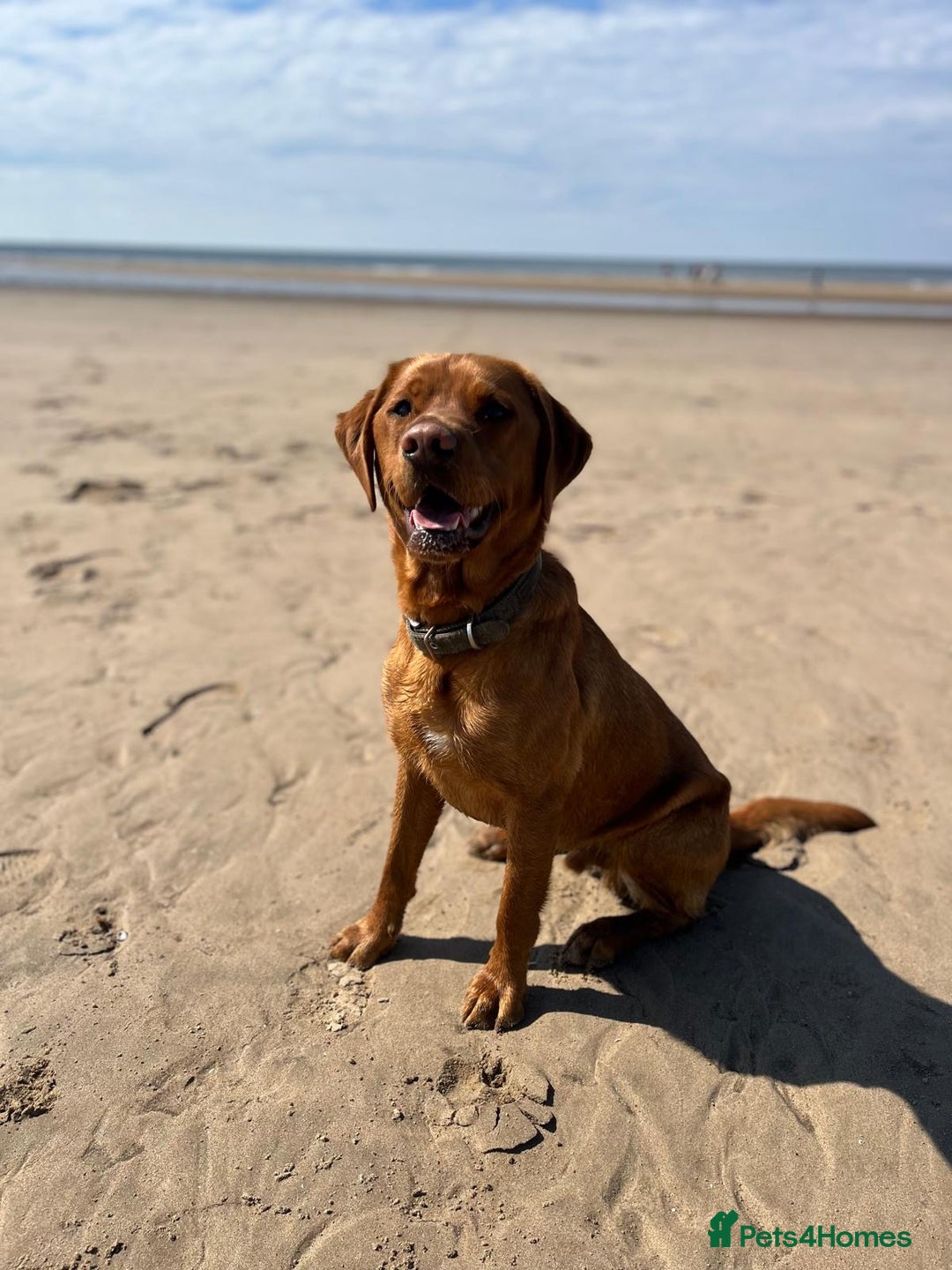 Labrador Retriever dogs for sale: Fox Red Male Labrador Retriever 20 months  - Image 2