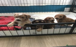 Cockapoo dogs for sale: 4 Beautiful female cockerpoos  - Image 19