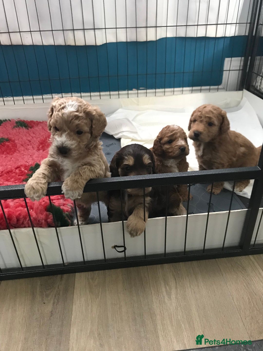 Cockapoo dogs for sale: 4 Beautiful female cockerpoos  - Image 19