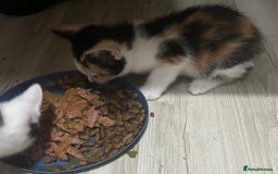 Mixed Breed cats for sale: Beautiful kittens - Image 17