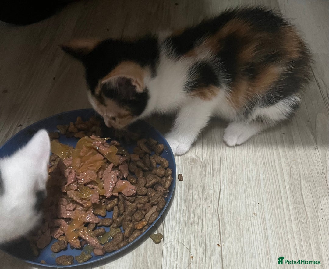 Mixed Breed cats for sale: Beautiful kittens - Image 17