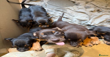 Australian Kelpie dogs - Advert 12