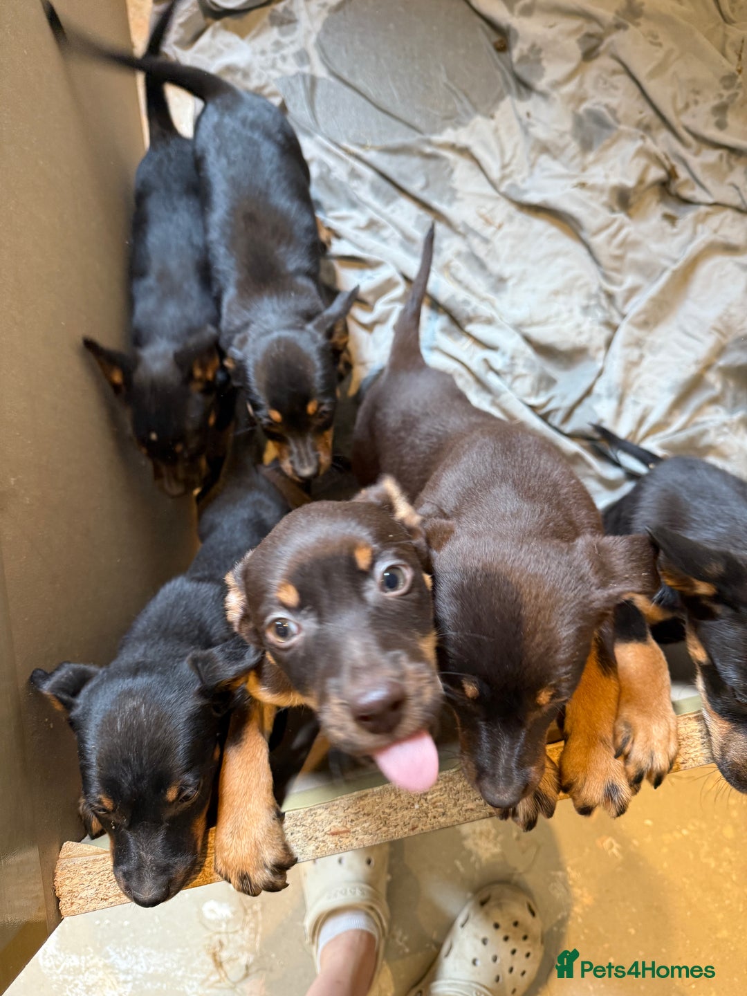 Australian Kelpie dogs for sale: Australian Kelpie puppies  - Image 2