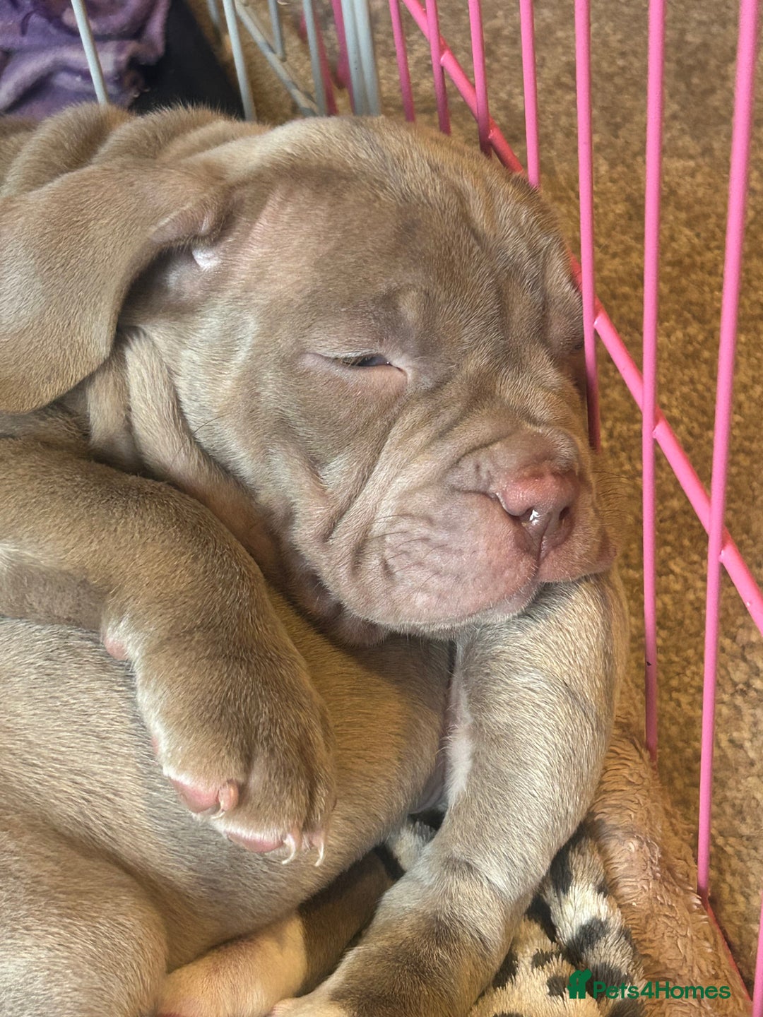 American Bully dogs for sale: 2 female standard American bully X pups  - Advert 5