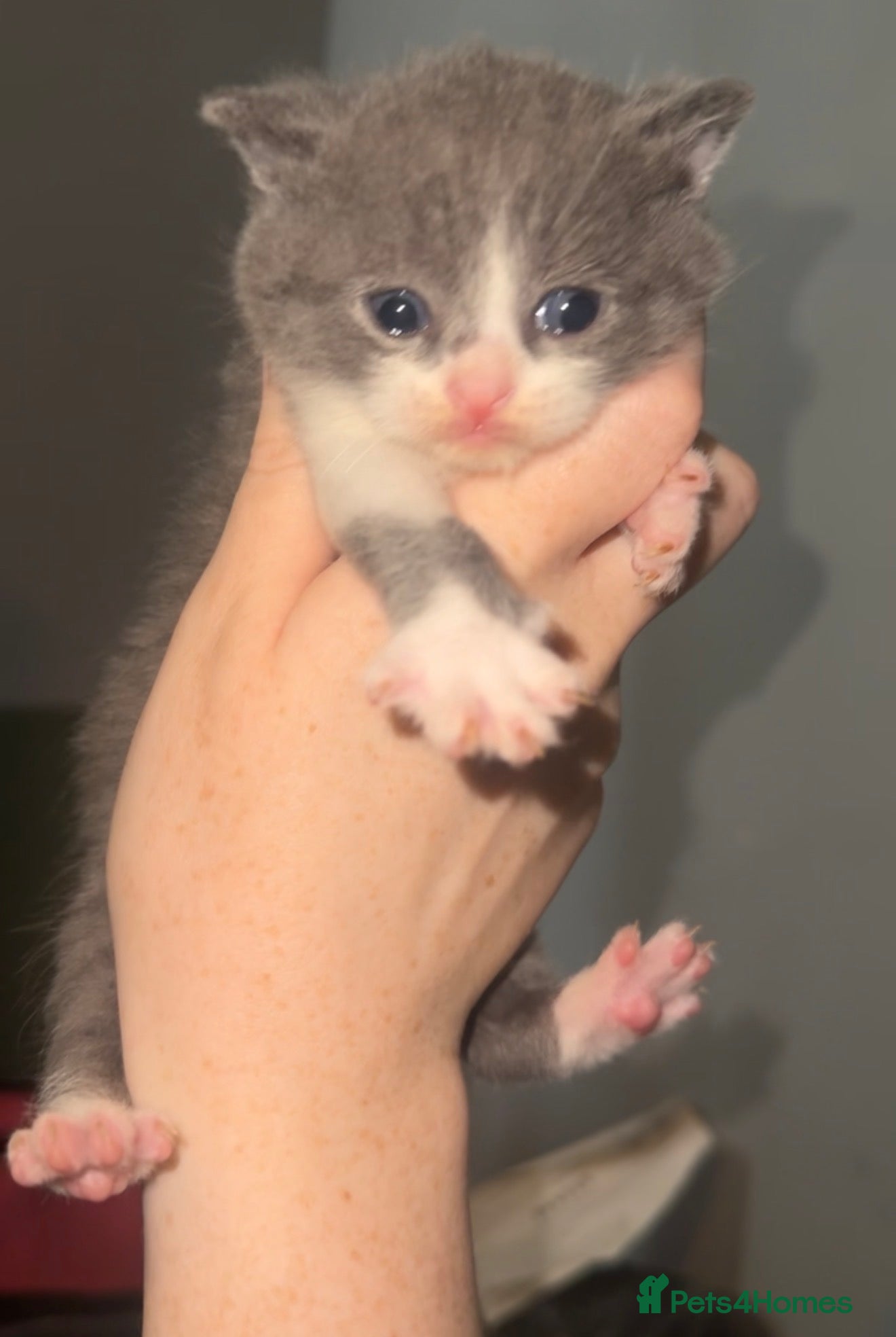 British Shorthair cats for sale: British short hair kittens in Lymm - Advert 5