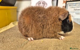 Guinea Pig rodents for sale: Baby male teddy guinea pigs - Advert 2