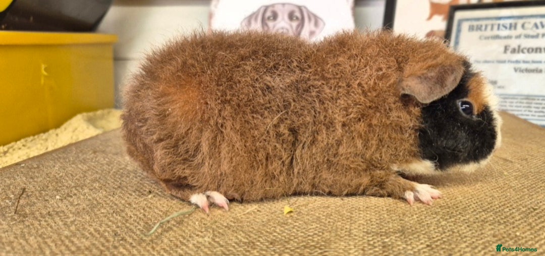 Guinea Pig rodents for sale: Baby male teddy guinea pigs - Advert 2