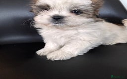 Shih Tzu dogs for sale: ShihTzu Puppies Ready for Their Forever Homes Soon - Image 10