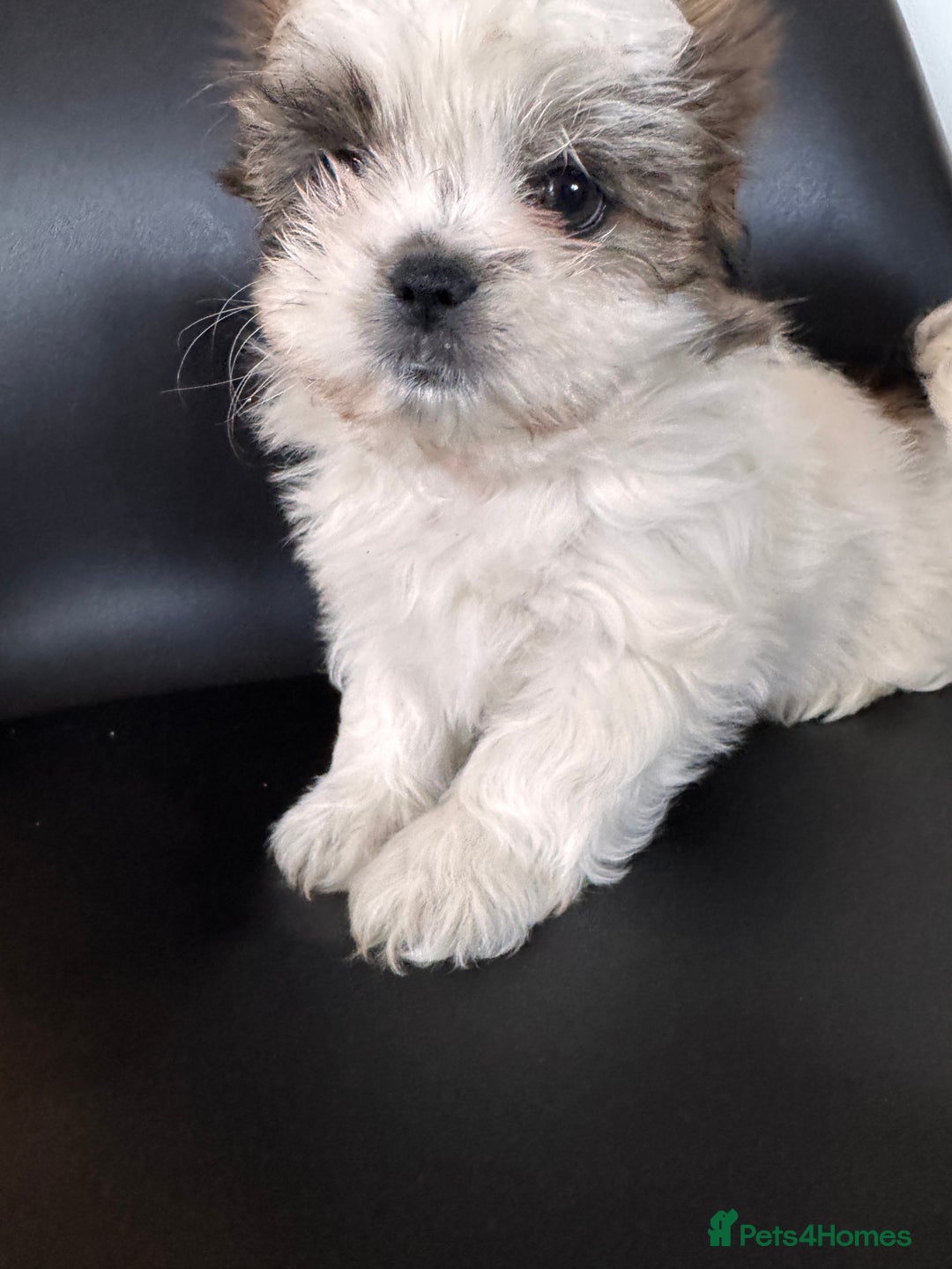 Shih Tzu dogs for sale: ShihTzu Puppies Ready for Their Forever Homes Soon - Image 10