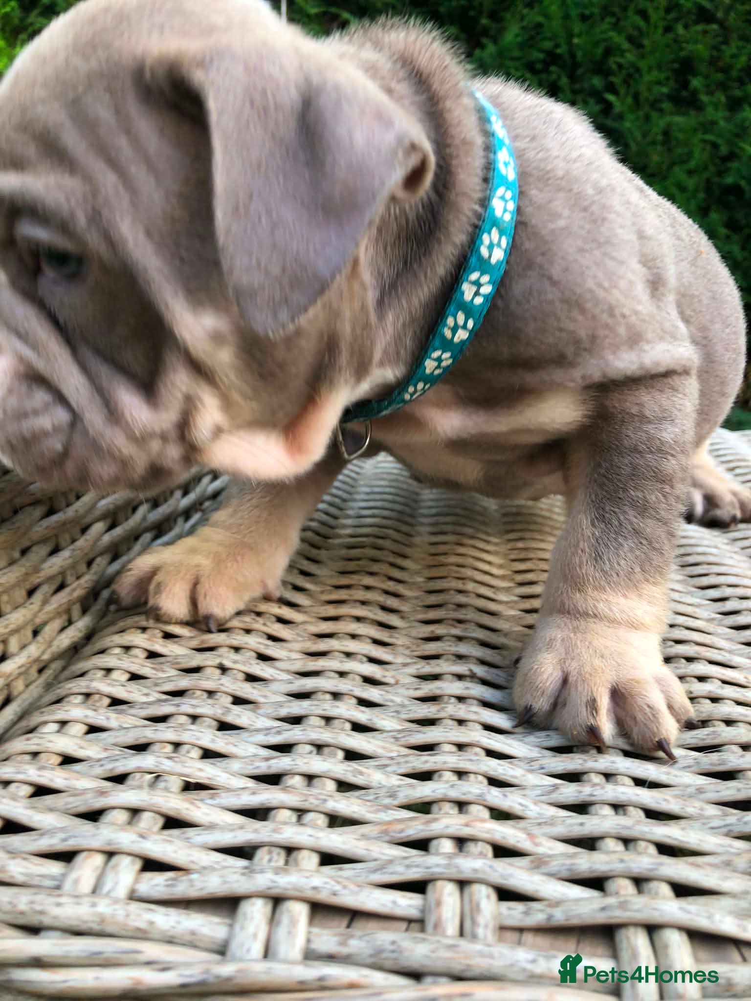 English Bulldog dogs for sale: English bulldog puppies in Doncaster - Advert 8