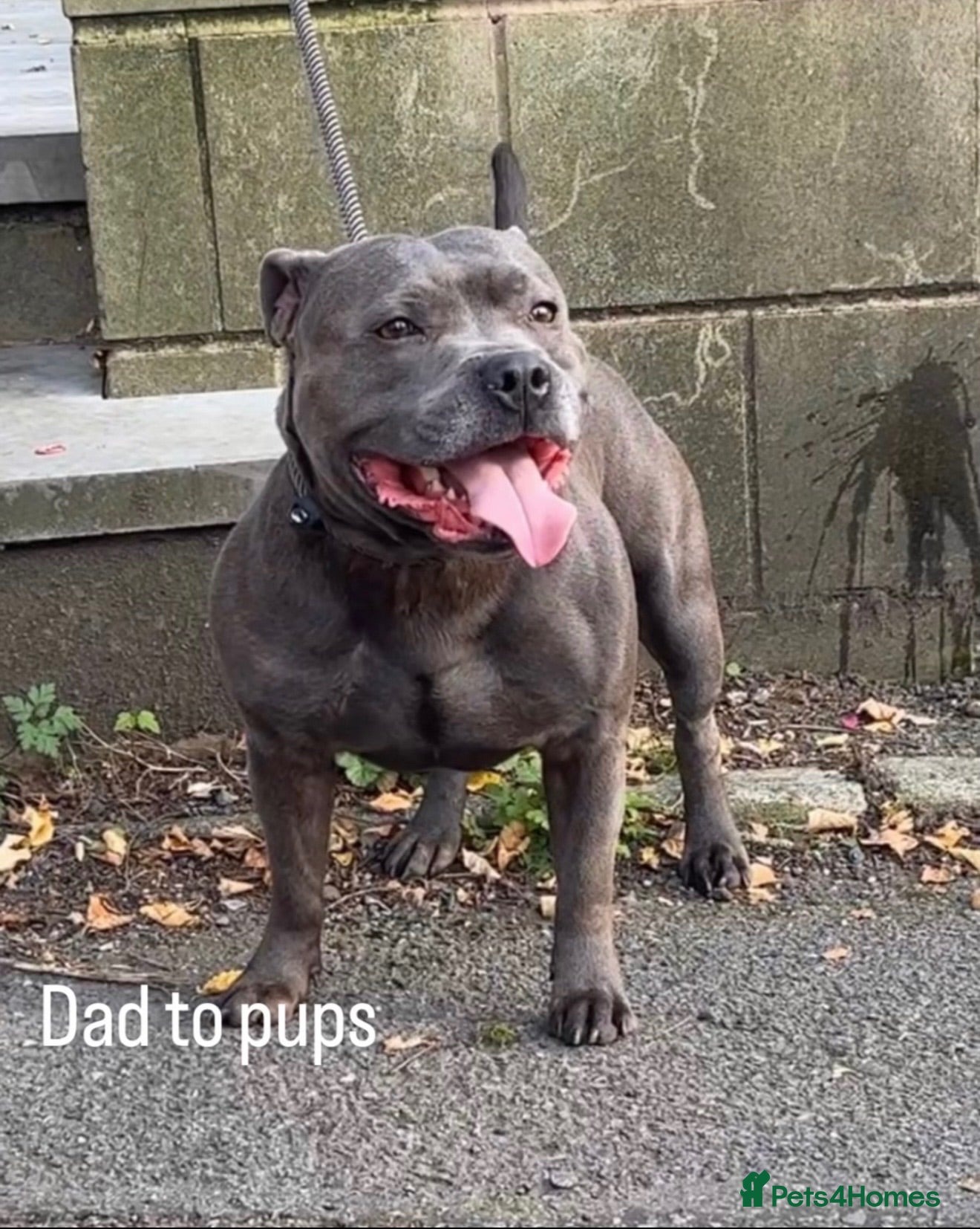 Staffordshire Bull Terrier dogs Beautiful Blue Staffy Pups  - Advert 2