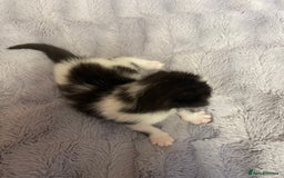 British Longhair cats for sale: Black & white kittens  - Image 9