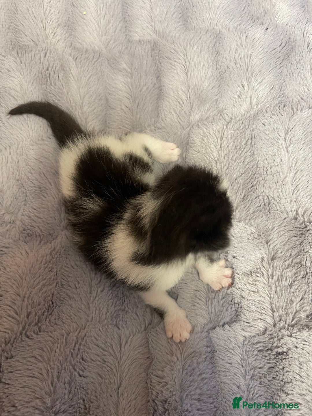 British Longhair cats for sale: Black & white kittens  - Image 9