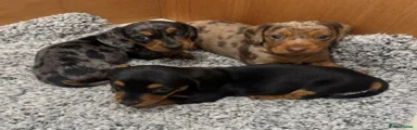 Miniature Dachshund 1